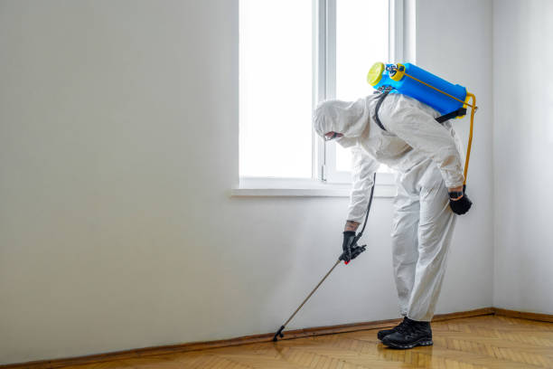 Best Wasp Removal Services  in Tipton, MO