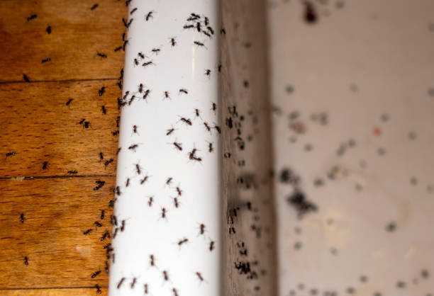 Pest Control Cost in Tipton, MO