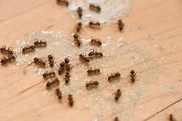 Best Flea Control Services  in Tipton, MO